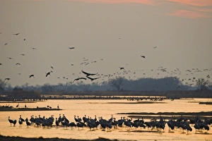 Sandhill Cranes Grus canadensis arriving to roost in River Platte Nebraska April Sandhill Cranes Grus canadensis arriving to roost in River Platte Nebraska April