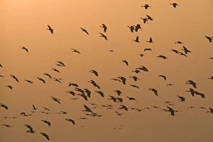 Sandhill Cranes Grus canadensis arriving at roost on River Platte Nebraska USA April Sandhill Cranes Grus canadensis arriving at roost on River Platte Nebraska USA April