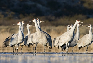 Sandhill Cranes Grus canadensis Bosque del Apache New Mexico January USA