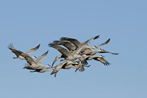 Sandhill Cranes Grus canadensis Bosque del Apache New Mexico January USA