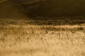 Sandhill Cranes Grus canadensis Bosque del Apache New Mexico January USA