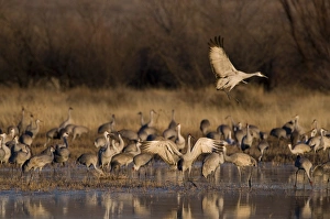 Sandhill Cranes Grus canadensis Bosque del Apache New Mexico January USA