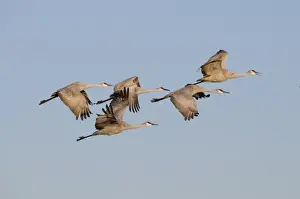 Flock Prints: Sandhill Cranes Grus canadensis Bosque del Apache New Mexico January USA