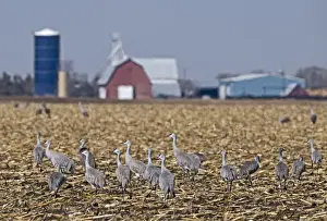 Sandhill Cranes Grus canadensis on fields by River Platte Nebraska April
