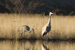 Sandhill Cranes Grus canadensis pair Bosque del Apache New Mexico January USA