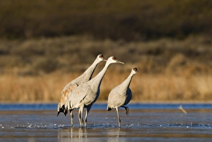 Sandhill Cranes Grus canadensis in posture used to signal take off Bosque del Apache Sandhill Cranes Grus canadensis in posture used to signal take off Bosque del Apache