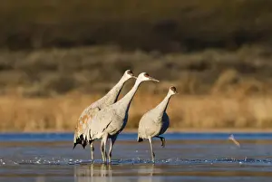 New Mexico Prints: Sandhill Cranes Grus canadensis in posture used to signal take off Bosque del Apache