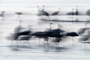 Roost Prints: Sandhill Cranes Grus canadensis at roost after dark on River Platte Nebraska USA April