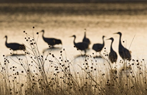 Sandhill Cranes Grus canadensis Bosque del Apache New Mexico January USA