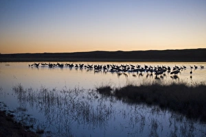 Sandhill Cranes Grus canadensis on roosting pond Bosque Del Apache New Mexico USA January Sandhill Cranes Grus canadensis on roosting pond Bosque Del Apache New Mexico USA January