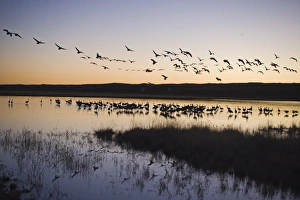 Sandhill Cranes Grus canadensis Bosque del Apache New Mexico January USA