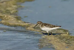 Least Sandpiper Calidris minutilla Salton Sea California USA April