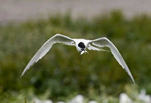 Sandwich Tern Sterna sandvicensis Inner Farne Northumberland July Sandwich Tern Sterna sandvicensis Inner Farne Northumberland July