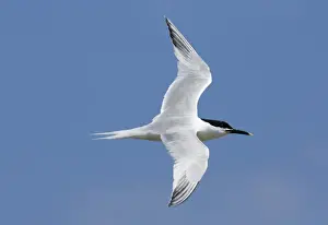 Sandwich Tern Sterna sandvicensis Inner Farne Northumberland July