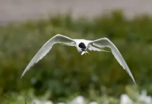 Sandwich Tern Sterna sandvicensis Inner Farne Northumberland July