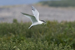Sandwich Tern Sterna sandvicensis with sand eels Northumberland summer Sandwich Tern Sterna sandvicensis with sand eels Northumberland summer