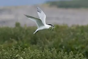 Seabird Prints: Sandwich Tern Sterna sandvicensis with sand eels Northumberland summer