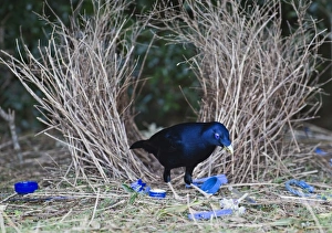 Satin Bowerbird male at bower Lamington NP Queensland Australia Satin Bowerbird male at bower Lamington NP Queensland Australia