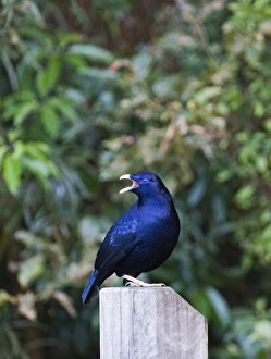 Satin Bowerbird Ptilonorhynchus violaceus male calling near bower Lamington NP Queensland