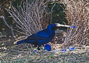 Satin Bowerbird Ptilonorhynchus violaceus male depositing blue pen at bower Lamington Satin Bowerbird Ptilonorhynchus violaceus male depositing blue pen at bower Lamington