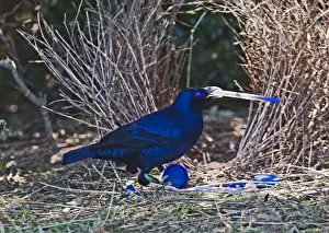 Male Prints: Satin Bowerbird Ptilonorhynchus violaceus male depositing blue pen at bower Lamington
