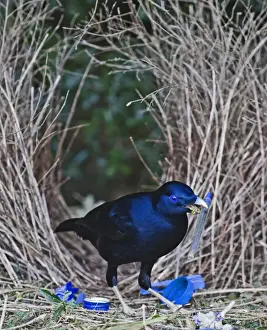 Satin Bowerbird Ptilonorhynchus violaceus male depositing blue pen at bower Lamington