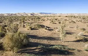 Khongor Prints: Saxaul Forest below Khongoryn Els sand dunes in southern Gobi Desert Mongolia winter