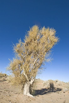 Saxaul Tree growing Khongoryn Els sand dunes in southern Gobi Desert Mongolia winter Saxaul Tree growing Khongoryn Els sand dunes in southern Gobi Desert Mongolia winter
