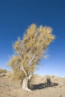 Saxaul Tree growing Khongoryn Els sand dunes in southern Gobi Desert Mongolia winter
