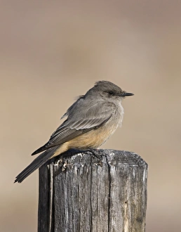 Says Phoebe Sayornis saya Bosque del Apache New Mexico USA January Says Phoebe Sayornis saya Bosque del Apache New Mexico USA January