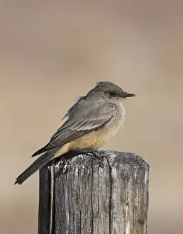 Says Phoebe Sayornis saya Bosque del Apache New Mexico USA January