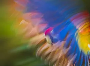 Macaw Prints: Scarlet Macaw (Ara macao) in flight using motion blur Captive