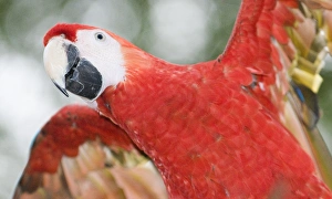 Scarlet Macaw Ara macao Guatemala