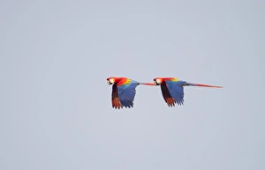 Neotropical Prints: Scarlet Macaw Ara macao Tambopata, Amazon Rainforest Peru