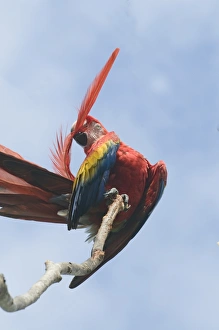 Macaw Prints: Scarlet Macaw Ara maccao preening Guatemala