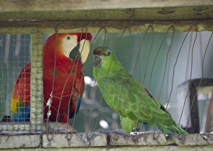 Scarlet Macaw and Festive Parrot caged at village on ARiver Amazon Peru Scarlet Macaw and Festive Parrot caged at village on ARiver Amazon Peru