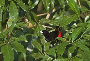 : Scarlet-rumped Tanager Costa Rica