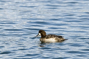 Scaup Aythya marila female winter Hokkaido Japan - diving sequence Scaup Aythya marila female winter Hokkaido Japan - diving sequence