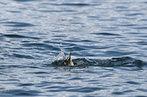 Scaup Aythya marila female winter Hokkaido Japan - diving sequence