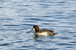 Japan Prints: Scaup Aythya marila female winter Hokkaido Japan - diving sequence