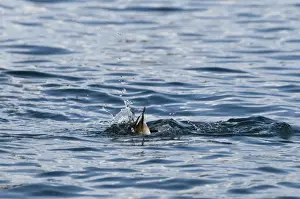 Scaup Aythya marila female winter Hokkaido Japan - diving sequence