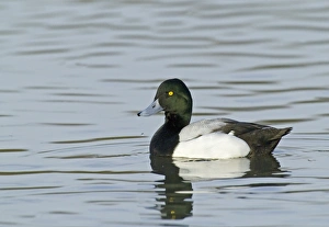 Wildfowl Prints: Scaup Aythya marila male Norfolk winter