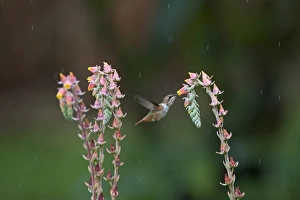 Scintillant Hummingbird Selasphorus scintilla female Savegre Costa Rica Scintillant Hummingbird Selasphorus scintilla female Savegre Costa Rica