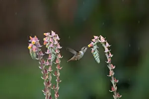 Hummingbird Prints: Scintillant Hummingbird Selasphorus scintilla female Savegre Costa Rica