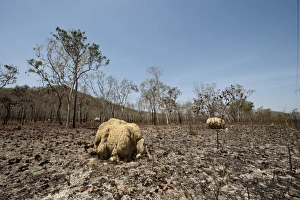 Scorched woodland after bush fire south of Cairns Queensland Australia Scorched woodland after bush fire south of Cairns Queensland Australia
