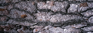 Tree Prints: Scots Pine bark, Strathspey, Scotland