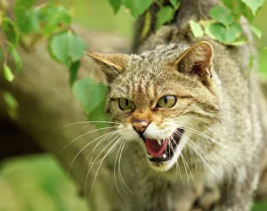 Wild Prints: Scottish Wildcat, Felis silvestris
