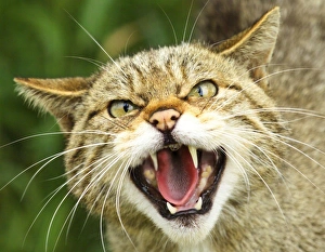 Scottish Wildcat, Felis silvestris