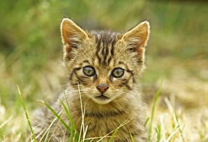Scottish Wildcat, Felis silvestris
