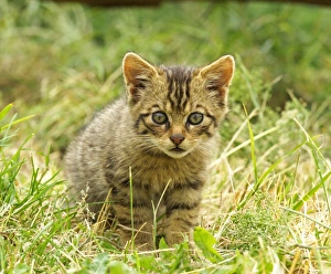Scottish Wildcat, Felis silvestris